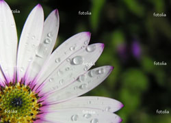 Fotolia Flower