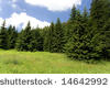 Green meadow with many high spruce