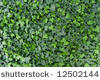 Bright green ivy leaves background