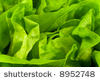 Green fresh lettuce leafs on the background