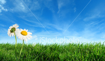 green grass with daisy flowers